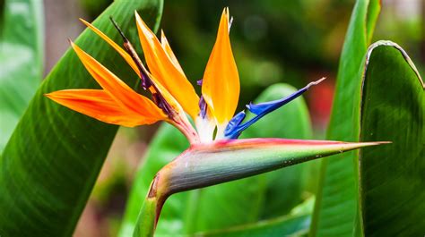 The Cultural Significance of Birds of Paradise in Indigenous Communities
